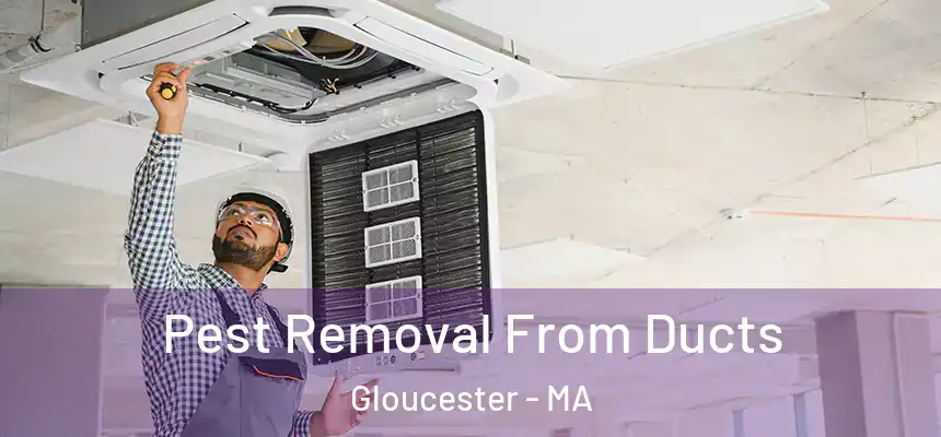 Pest Removal From Ducts Gloucester - MA
